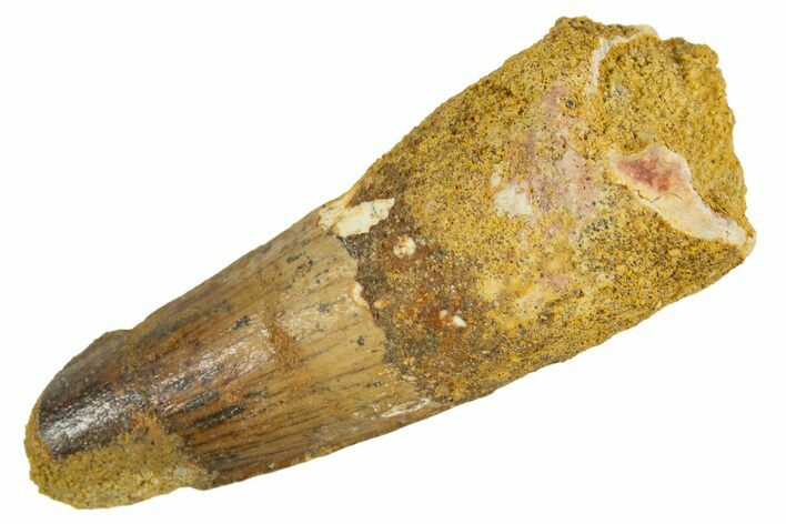 Fossil Spinosaurus Tooth - Real Dinosaur Tooth #344556